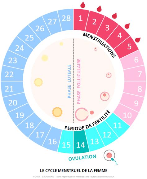 Calendrier du cycle menstruel avec indication des périodes fertiles