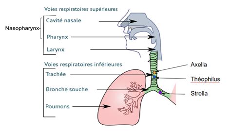 Schéma des voies respiratoires saines et obstruées