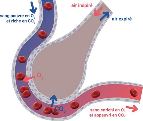 Diagramme montrant l'impact de l'obstruction sur les échanges gazeux