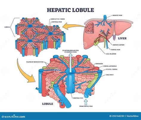 Structure du lobule hépatique