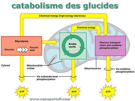 Schéma du métabolisme du glucose dans le foie