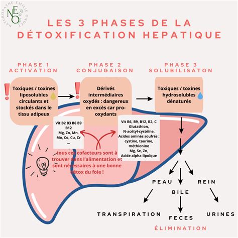 Voies de détoxification hépatique