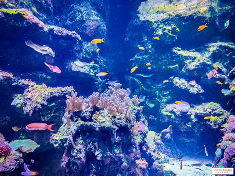 Aquarium tropical avec diverses espèces de poissons