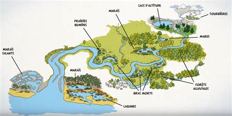 Schéma illustrant les différents types de zones humides