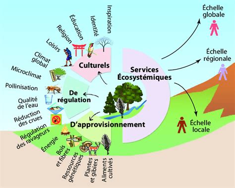 Infographie sur les services écosystémiques des zones humides