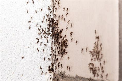 Fourmis charpentières dans un système de climatisation