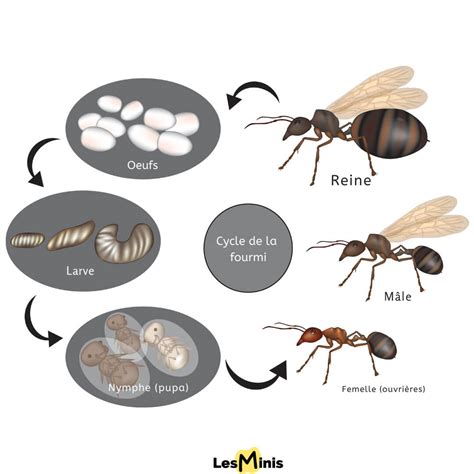 Illustration montrant les points d'accès des fourmis à une unité de climatisation