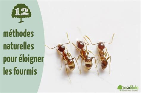 Infographie présentant diverses méthodes naturelles pour éloigner les fourmis