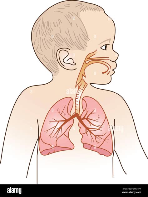 Illustration des voies respiratoires d'un bébé