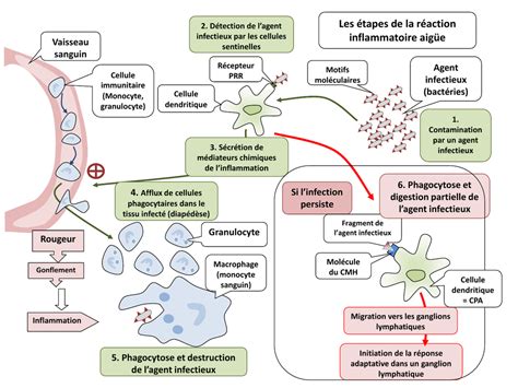 Représentation schématique d'un agent infectieux et de son ADN