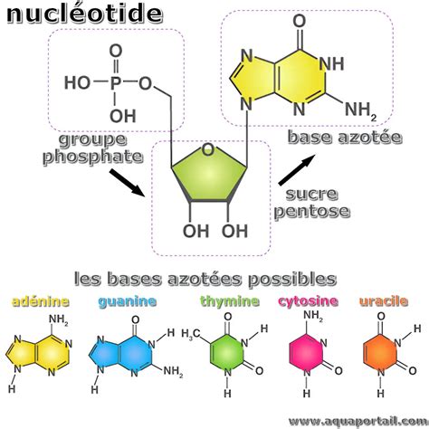 Structure chimique d'un nucléotide fluorescent terminateur réversible