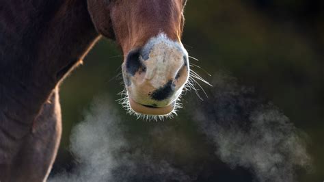 Cheval avec des problèmes respiratoires