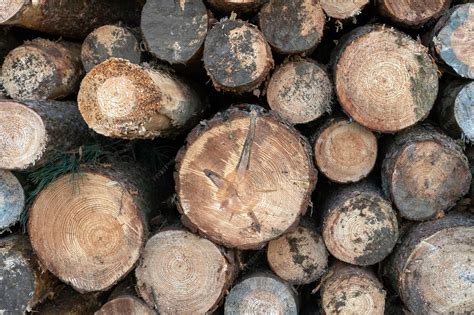 Gros plan sur des bûches de bois de chauffage empilées