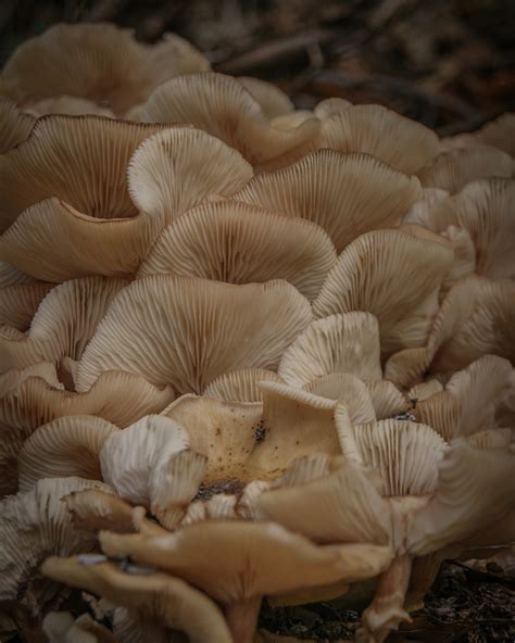 Paysage de Saint-Astier avec des forêts environnantes