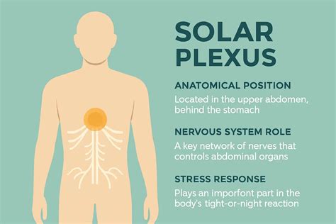 Illustration du plexus solaire