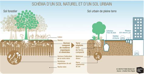 Schéma comparant un sol aéré et un sol compacté