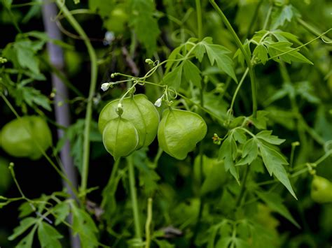 Graine de Cardiospermum halicacabum avec sa marque en forme de cœur