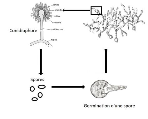 Illustration des zones de développement de moisissures dans un système de climatisation