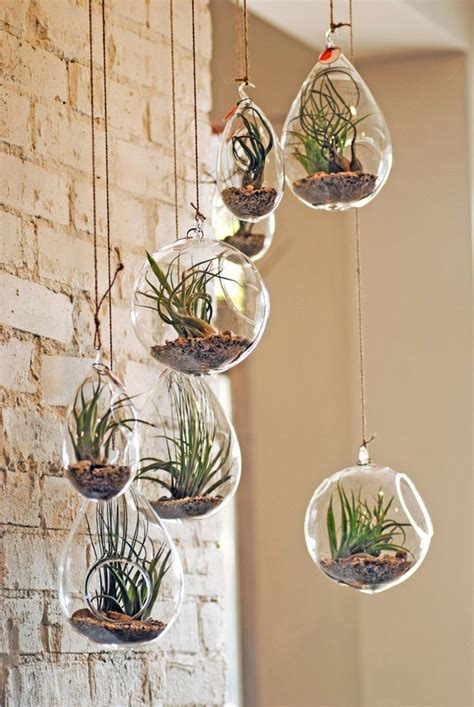 Tillandsias suspendus dans un intérieur moderne