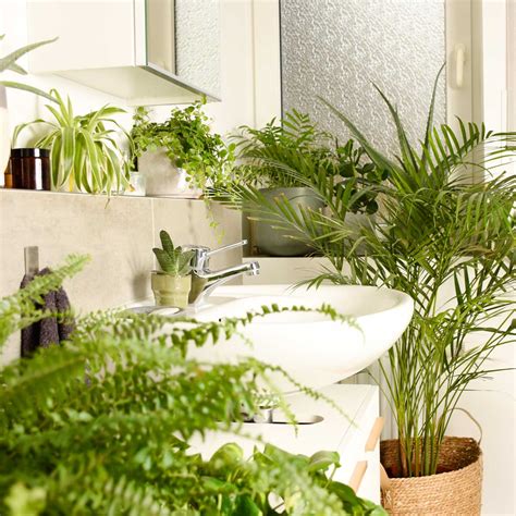 Salle de bain avec plantes d'intérieur