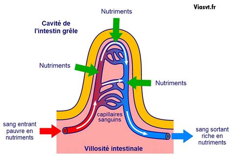 Schéma expliquant l'absorption d'eau par les matériaux d'un mur