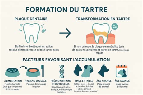 Image illustrant la formation de tartre dans un robinet