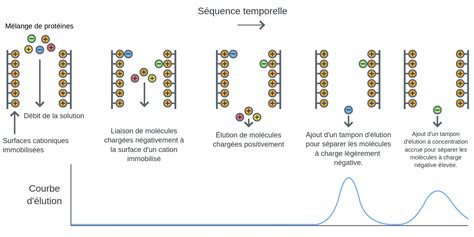 Chromatographie d'échange d'ions