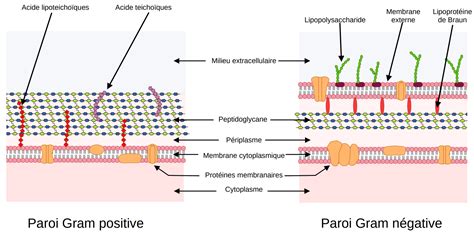 Structure du peptidoglycane bactérien