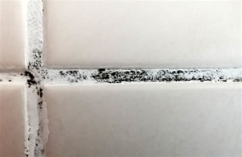 Moisissures noires sur les joints de carrelage dans une salle de bain