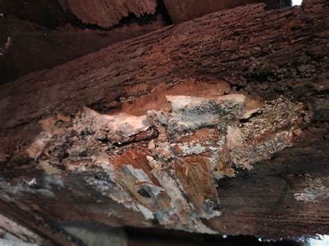 Illustration des dégâts causés par la mérule dans une structure en bois