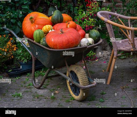 Brouette remplie de courges et citrouilles colorées