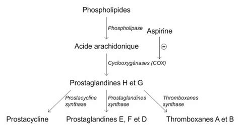 Diagramme montrant le mécanisme d'action de l'ibuprofène sur les prostaglandines