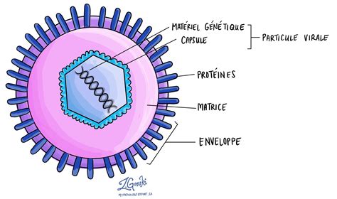 Schéma simplifié du virus du rhume
