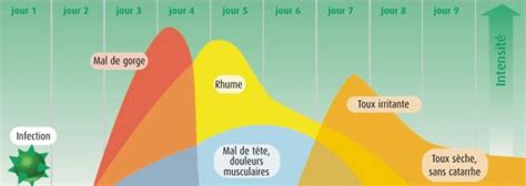 Diagramme : Cycle de vie du virus du rhume et réponse immunitaire