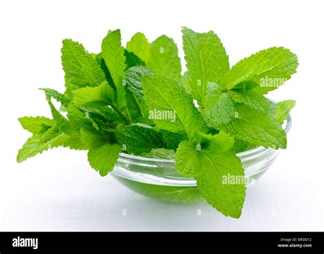 Feuilles de menthe fraîche dans un verre d'eau
