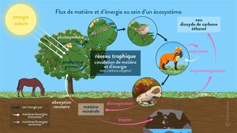 Schéma illustrant les composants d'un volume de sol et leur répartition : solides, eau, air.