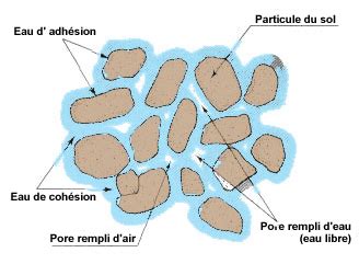 Illustration comparant l'eau libre dans un verre à l'eau liée aux particules du sol.