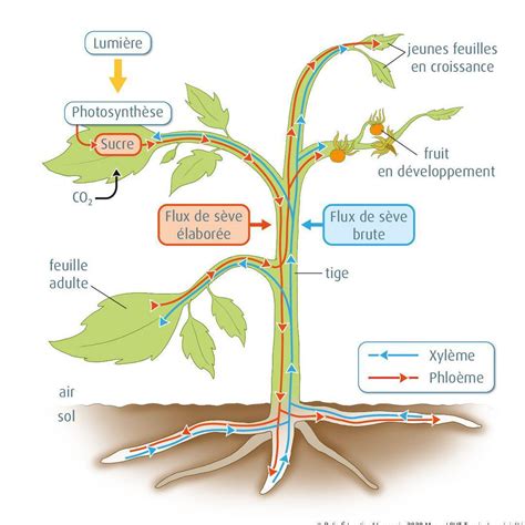 Diagramme montrant le flux d'eau du sol vers les racines d'une plante, illustrant le gradient de potentiel hydrique.