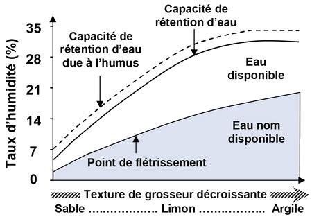 Graphique illustrant les différents états d'humidité du sol : saturation, capacité au champ, point de flétrissement permanent.