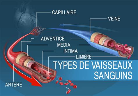 Schéma anatomique des différents types de vaisseaux sanguins : artères, artérioles, capillaires, veinules et veines.