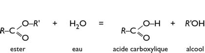 Schéma de la liaison ester et de son hydrolyse