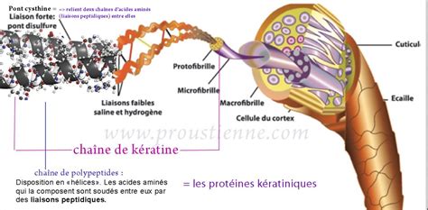 Représentation schématique de l'effet capillaire dans une fibre textile