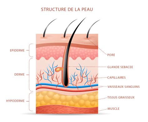 Schéma expliquant l'action du DHA sur la peau