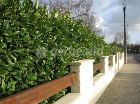 Laurier-cerise en haie dense