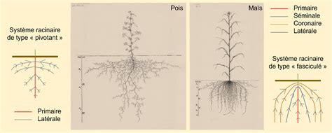 Diagramme comparant les systèmes racinaires de différents types d'arbres