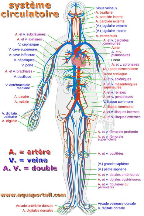 Illustration schématique du corps humain montrant les différents compartiments hydriques et le système circulatoire.
