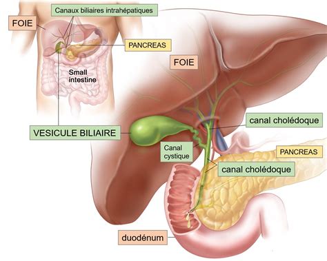 Diagramme montrant le trajet des méridiens du Foie et de la Vésicule Biliaire