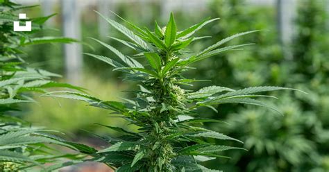 Plantes de cannabis jeunes sous des lampes CFL