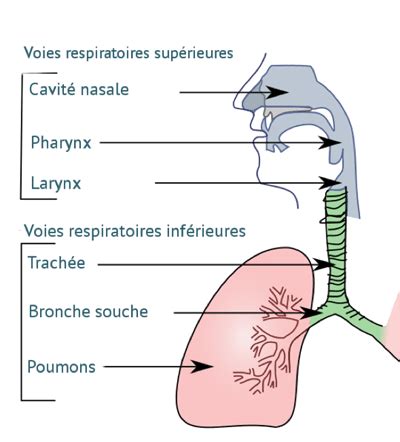 Illustration de voies respiratoires humaines