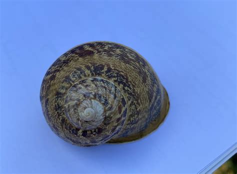 Schéma comparatif des configurations en serpentin et en coquille d'escargot